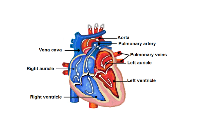 (c) 2014 Amanda Balough